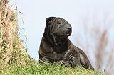 SHAR-PEI 689